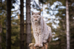 Lynx, lynx, predator (Carnivora) Bavaria, Germany, Europe Lynx, lynx, predator (Carnivora) Bavaria, Germany, Europe